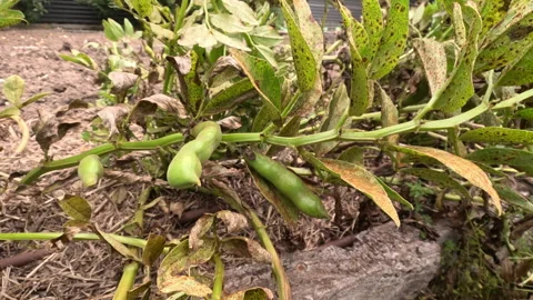 Broad Bean Rust   P5 2025 Stock Footage 302780015