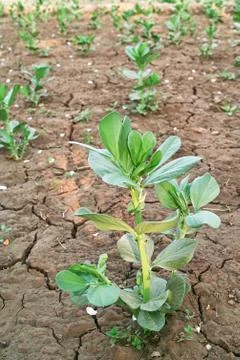 Broad bean seedling Stock Photos
