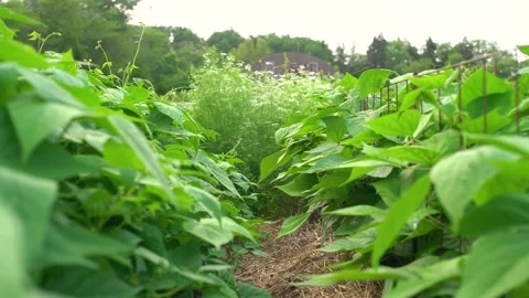 Broad bean vegetable crops in a field Stock Footage 157552158