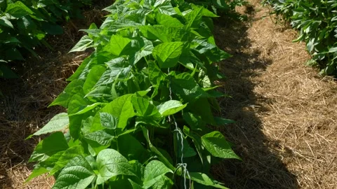 Broad bean vegetable plants on a farm Stock Footage 157234237
