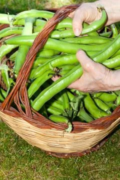 Broad beans basket Фото