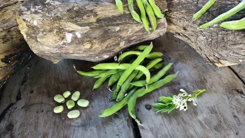 Broad Beans 스톡 동영상 165312610