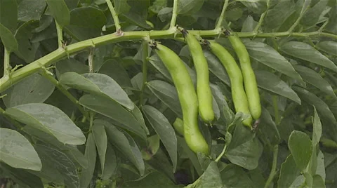 Broad beans growing in the kitchen garden Stock Footage 57525356