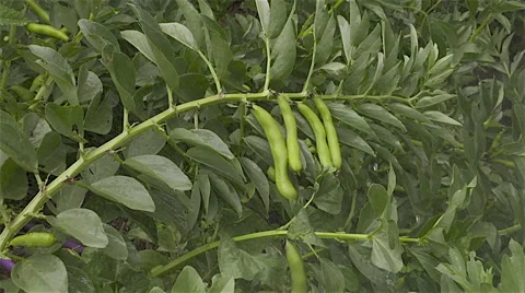 Broad beans growing in the kitchen garden Stock Footage 57526508
