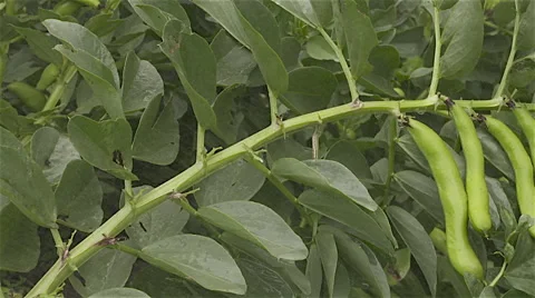 Broad beans growing in the kitchen garden Video stock 57527159