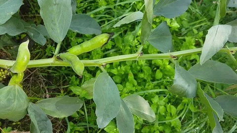 Broad Beans Pan Horizontal Stock Footage 171039575