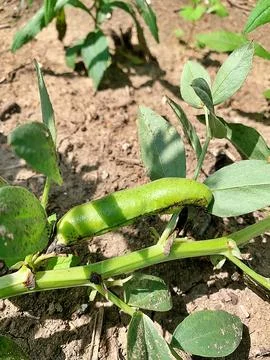 Broad beans Foto stock