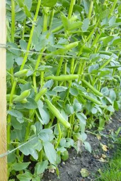 Broad beans plant Stock Photos