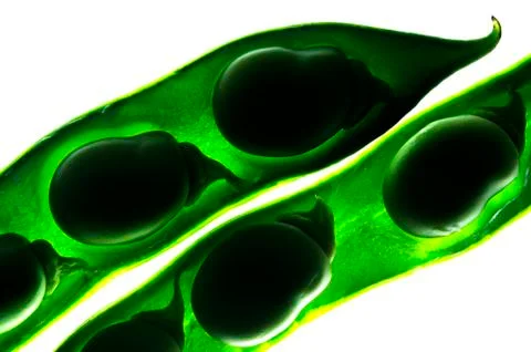 Broad beans in the pod Stock Photos