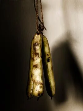 Broad beans on a string Stock Photos