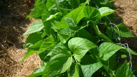 Broad been plants Stock Footage 157234323