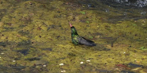 Broad-billed hummingbird on algae at water source, slomo , 4k Stock Footage 281601309
