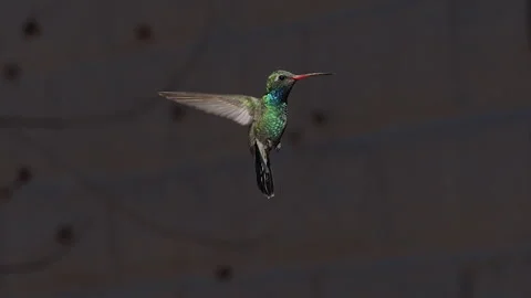 Broad-billed Hummingbird hovering in air, 240 fps, 4k Stock Footage 255984506
