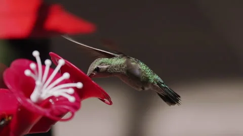 Broad-billed hummingbird hovering and feeding at feeder, slomo, 4k Stock Footage 255919552