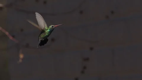 Broad-billed Hummingbird hovering near feeder, 240 fps, 4k Stock Footage 255984530