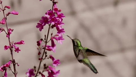 Broad-billed Hummingbird hovering at Penstemon, 240 fps, 4k Stock Footage 255984598