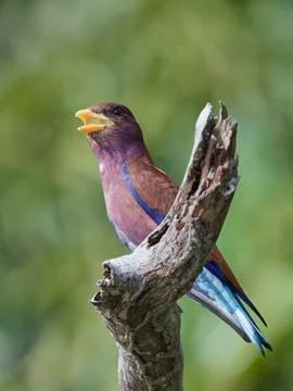 Broad-billed roller (Eurystomus glaucurus) Stock Photos
