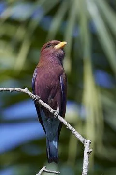 Broad-billed roller (Eurystomus glaucurus) Stock Photos