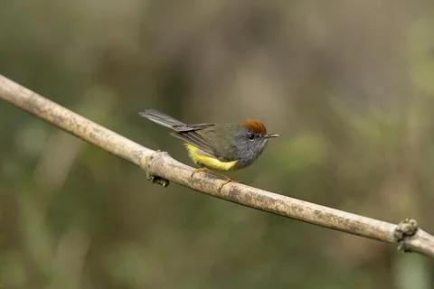 Broad-billed warbler, Tickellia hodgsoni, Mishmi Hills, Arunachal Pradesh, .. Stock Photos