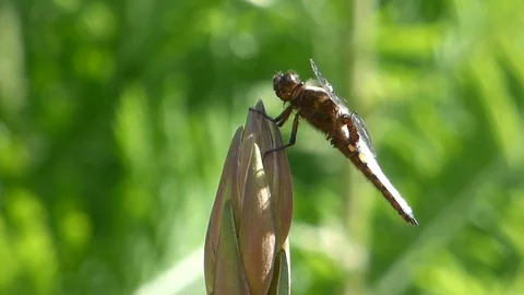 Broad Bodied Chaser 00020 Video stock 109334975