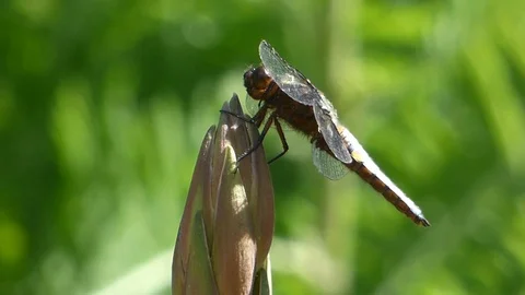 Broad Bodied Chaser 00021 Video stock 109334632