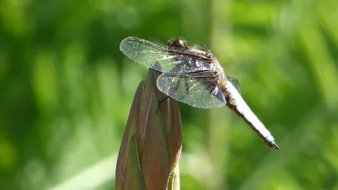 Broad Bodied Chaser 00021 Video stock 109334653