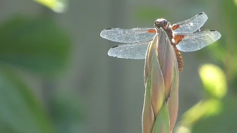 Broad Bodied Chaser 00022 Stock Footage 109334766