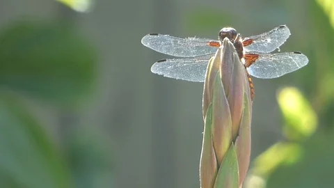 Broad Bodied Chaser 00022 Video stock 109335416