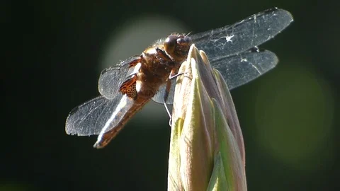 Broad Bodied Chaser 00024 Stock Footage 109335420