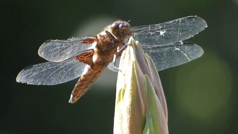 Broad Bodied Chaser 00024 Video stock 109335992