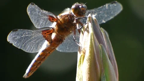 Broad Bodied Chaser 00025 Stock-Footage 109336382