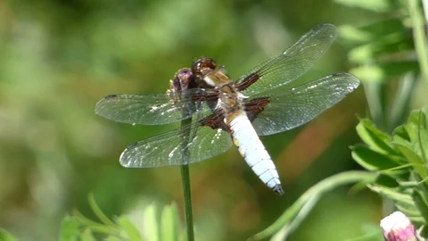 Broad Bodied Chaser 00026 Video stock 109336145