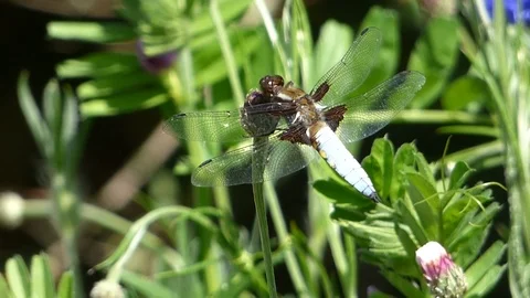 Broad Bodied Chaser 00032 Stock Footage 109336167