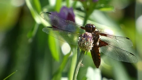 Broad Bodied Chaser 00035 Video stock 109336569