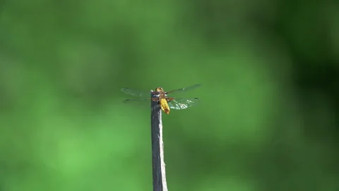 Broad-Bodied Chaser 180fps Slow Mo Stock Footage 143549873