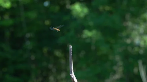 Broad-Bodied Chaser Dragonfly 180fps Stock Footage 143550893