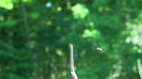 Broad-Bodied Chaser Dragonfly 180fps Stock Footage 143551167