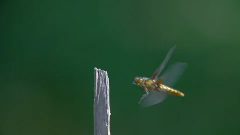 Broad-Bodied Chaser Dragonfly Stock Footage 143550609