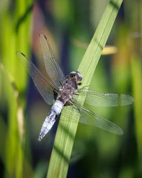The Broad-bodied Chaser in Latin called libellula depresa Stock Photos