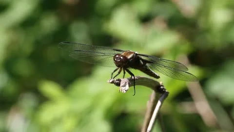 Broad-bodied Chaser (Libellula depressa) Stock Footage