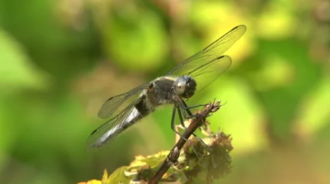 Broad bodied chaser (Libellula depressa) Stock Footage 45422607