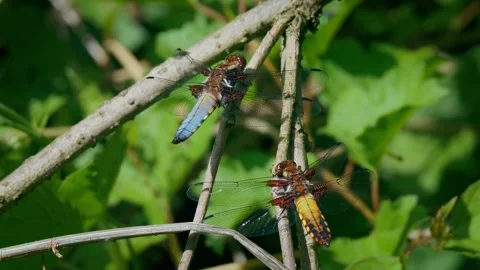 Broad-bodied chaser (Libellula depressa) couple, male and female Stock Footage 299910129