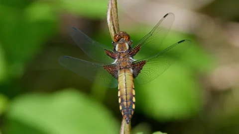 Broad-bodied chaser (Libellula depressa) female flight Stock Footage 299910158