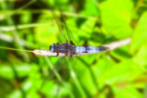 Broad-bodied chaser - maco Foto stock