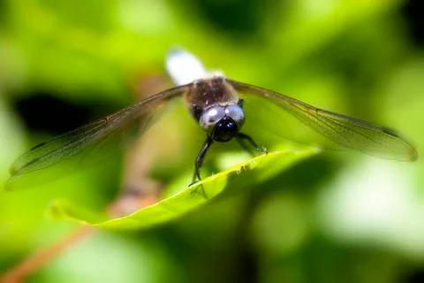 Broad-bodied Chaser - macro 写真素材