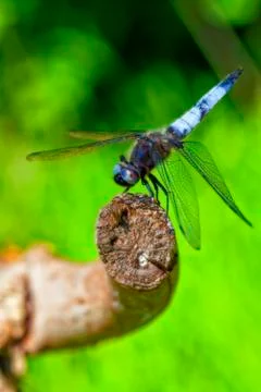 Broad-bodied Chaser - macro shot Stock Photos