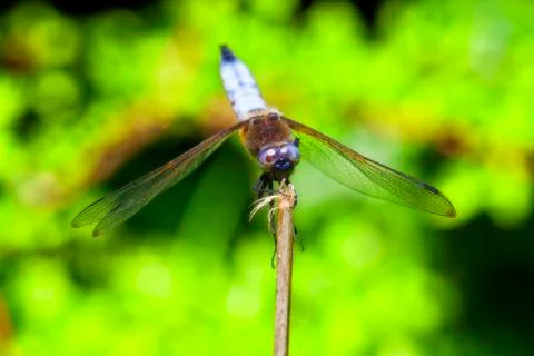 Broad-bodied Chaser 库存照片