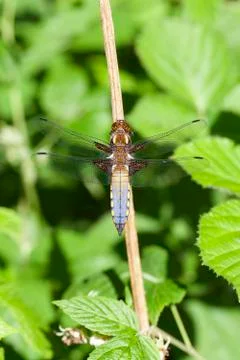 Broad-bodied chaser 库存照片