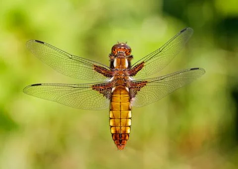Broad-bodied chaser Stock Photos
