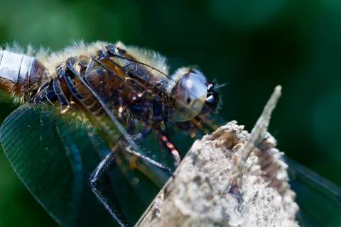Broad-bodied Chaser - super macro Photos